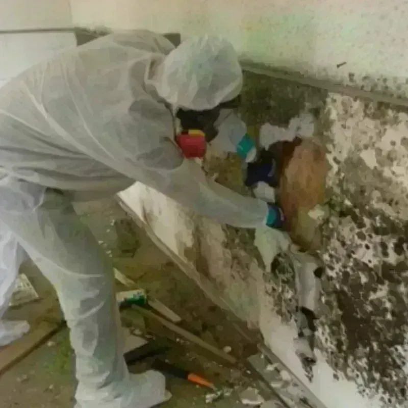 Mold Remediation and Removal in Southern Shores, NC